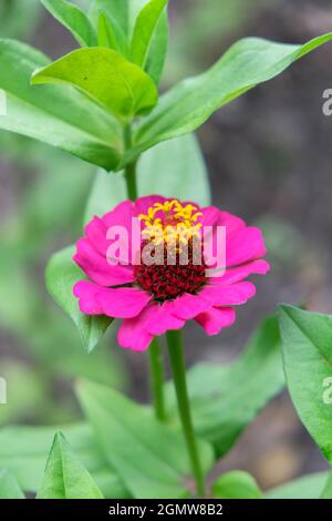 Pink Zinnia, USA Stockfoto