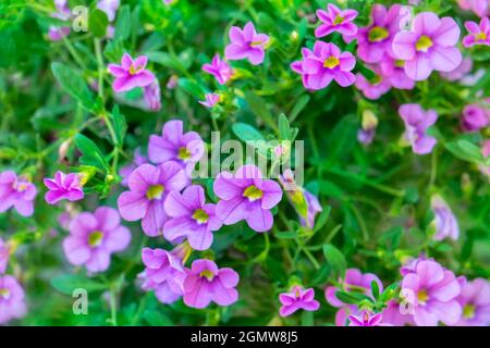 Calibrachoa, Million Bells, USA Stockfoto