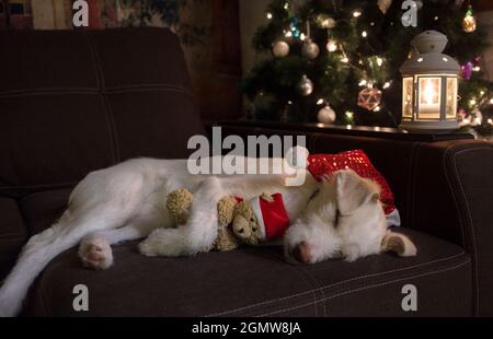 Niedlicher Hund im Weihnachtsmütze schläft auf der Couch und umarmt einen Spielzeug-Weihnachtsbären in der Nähe des Weihnachtsbaums und einer brennenden Laterne. Warten auf ein Wunder, Vorbereitung Stockfoto