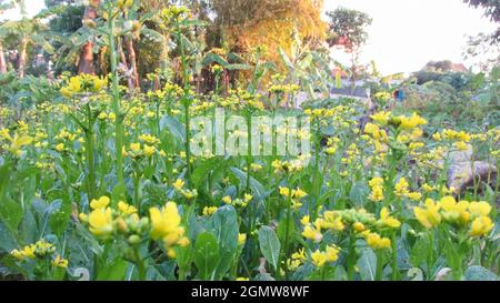 Nahaufnahme der Senfblüte im Garten Stockfoto
