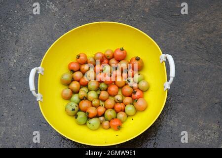 Korb mit reifen und unreifen Tomaten auf den Boden mit Blick von oben nach unten Stockfoto