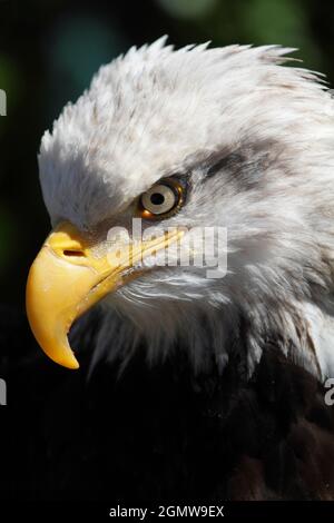 Ketchikan, Alaska USA - 26. Mai 2010; prachtvoller Greifvogelgrapser und passendes nationales Emblem. Gibt es einen charismatischeren Vogel? Gesehen in Ketchikan, Alaska. Stockfoto