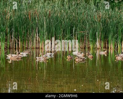 Enten im Teich vor einer Schilfmatte Stockfoto