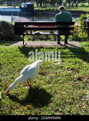 Abingdon, England - 13. September 2020; vier Personen in der Aufnahme, Hauptmotiv von hinten gesehen. Jetzt ist hier eine gemütliche und typisch englische Szene - Stockfoto