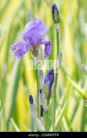 Iris pallida 'Variegata Aurea'. Bärtige Iris, gelb/grüne Blätter. Iris pallida 'Variegata', Sweet Iris, Dalmatinische Iris, Orriswurzel, Zebra Iris Stockfoto