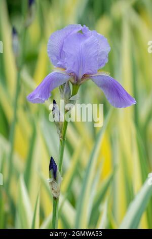 Iris pallida 'Variegata Aurea'. Bärtige Iris, gelb/grüne Blätter. Iris pallida 'Variegata', Sweet Iris, Dalmatinische Iris, Orriswurzel, Zebra Iris Stockfoto