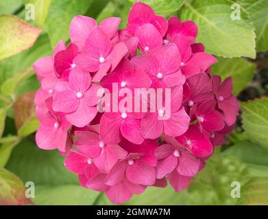 Radley Village, Oxfordshire, England - 22. Juli 2019; Hydrangeas haben im Juli und August eine schöne Show in unserem Garten im Radley Village Oxfordshire gezeigt Stockfoto