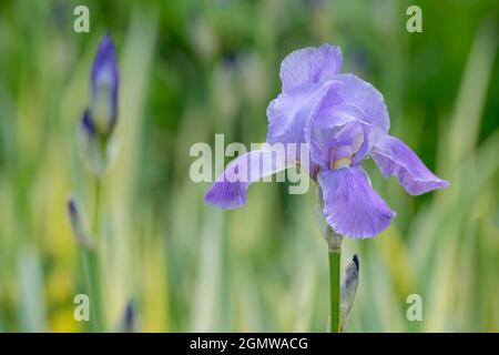 Iris pallida 'Variegata Aurea'. Bärtige Iris, gelb/grüne Blätter. Iris pallida 'Variegata', Sweet Iris, Dalmatinische Iris, Orriswurzel, Zebra Iris Stockfoto