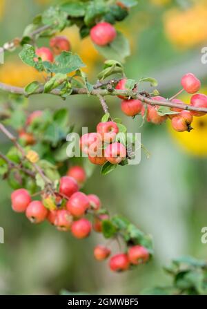 Malus „Evereste“. Krabbenapfel „Evereste“. Im Frühherbst stehen orange-gelbe Früchte auf dem Baum. Stockfoto