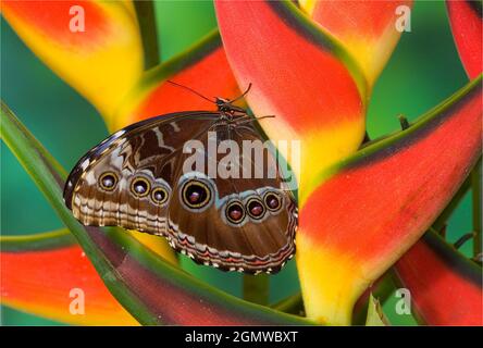 Blauer Morpho-Schmetterling, Morpho granadensis, sitzend auf tropischen Heliconia-Blüten Stockfoto