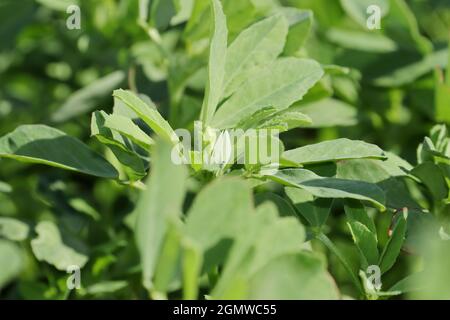 Nahaufnahme von Bio frisch-grünem Hybrid-Bockshornklee kleine Pflanze wächst auf dem Feld und frischer Bockshornklee ist voller ayurvedischer Eigenschaften und Nährstoffe Stockfoto