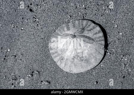 Sanddollar am Strand, USA Stockfoto