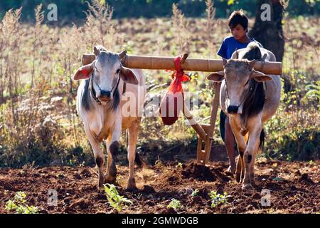 Pindaya, Myanmar - 31. Januar 2013; Eine zeitlose landwirtschaftliche Szene in der Nähe der buddhistischen Pindaya-Höhlen in der Provinz Shan. Einige Teile des Landes scheinen Stockfoto