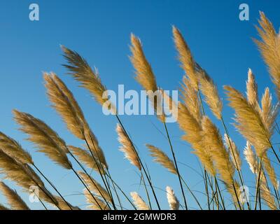 Radley Village, Oxfordshire, England - 26. August 2020; keine Menschen im Blick. Nicht überraschend, Pampas Gras - oder Cortaderia selloana, um es seine Korr Stockfoto