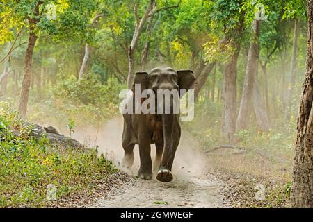 Aufladung asiatischer Elefanten. Corbett-Nationalpark, Indien. Stockfoto