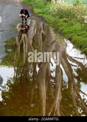 The Dark Hedges ist eine wunderschöne und geheimnisvolle Allee aus Buchen in Ballymoney, Nordirland; sie wurde von der Familie Stuart in der achtziger Jahre gepflanzt Stockfoto