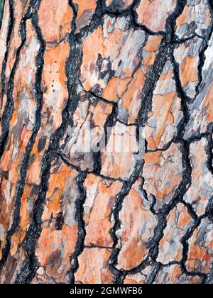 Taormina, Sizilien, Italien - 20. September 2019 aufgrund seines subtropischen Klimas, seiner vielfältigen Topographie und seiner vielen Mikroklimata hat Sizilien eine große Bandbreite an Stockfoto