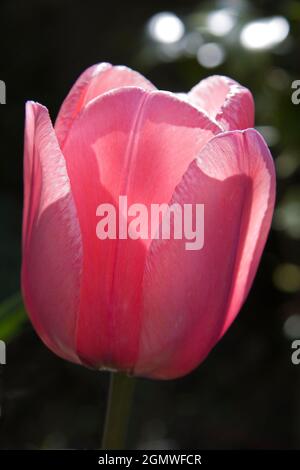 Radley, Oxfordshire, England - 7. Juli 2019 aus meinem Garten in Radley Village, Oxfordshire. Eine wunderschöne Tulpe taucht in die Sonne. Stockfoto