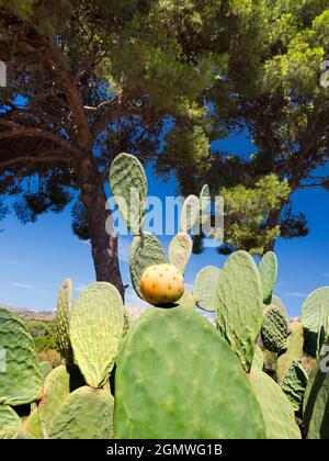 Agrigento, Sizilien, Italien - 24. September 2019; aufgrund seines subtropischen Klimas, seiner vielfältigen Topographie und seiner vielen Mikroklimata hat Sizilien eine große Auswahl an Stockfoto