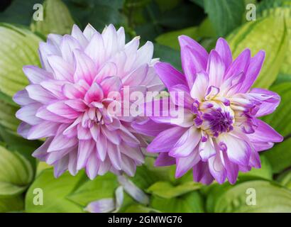 Radley, Oxfordshire, England - 17. Juli 2019 Dahlien haben Ende August eine schöne Show in unserem Garten in Radley Village Oxfordshire gezeigt. Dahlien sind ein Stockfoto