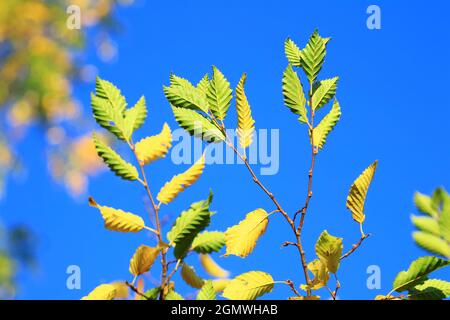 Bunte Blätter auf Baum im Herbst, klarer blauer Himmel im Hintergrund Stockfoto