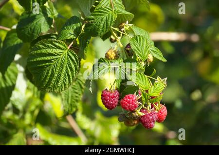 Himbeeren reif und bereit für die Ernte auf einer Gartenzuteilung im September 2021 Großbritannien Stockfoto