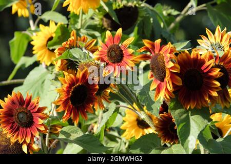 Eine Vielzahl von bunten gelben und roten Sonnenblumen, die in einer Gartenanlage im September in Großbritannien wachsen Stockfoto