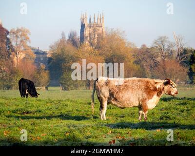 Oxford, England - 6 November 2017 Englische Longhorn Kühe grasen auf Christ Church Water Meadows an einem nebligen Herbstmorgen. Magdalen College Tower ist in Stockfoto