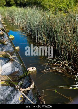 Abingdon, England - 9. September 2019 Ein einfaches Bild von Wasserreben auf der Themse, direkt oberhalb von Abingdon Weir. Stark in grafischer und abstrakter Form Stockfoto