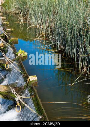 Abingdon, England - 9. September 2019 Ein einfaches Bild von Wasserreben auf der Themse, direkt oberhalb von Abingdon Weir. Stark in grafischer und abstrakter Form Stockfoto