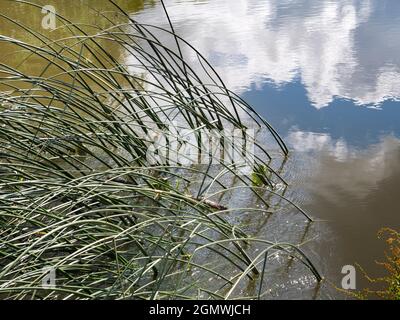 Abingdon, England - 21. Juni 2019 ein abstraktes Bild von Schilf, Reflexionen und Seerosen in Abbey Stream, einem kleinen, aber schönen Nebenfluss der Stockfoto