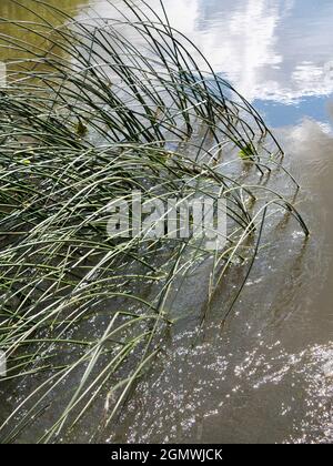 Abingdon, England - 21. Juni 2019 ein abstraktes Bild von Schilf, Reflexionen und Seerosen in Abbey Stream, einem kleinen, aber schönen Nebenfluss der Stockfoto