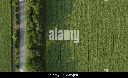 Er fliegt über die Straße und das Maisfeld, die durch einen Waldstreifen getrennt sind Stockfoto