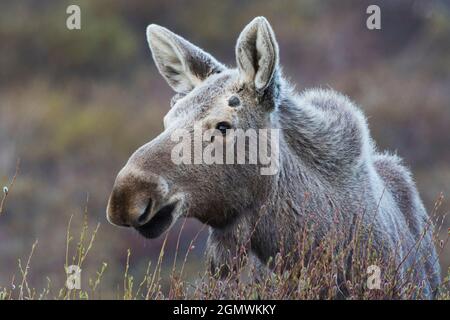 Alaskan Elch, junger Bulle Stockfoto