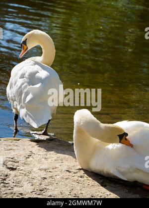 Abingdon, England - 5. September 2020; keine Menschen im Blick. Schwäne ruhen am St. Helens Wharf, Abingdon. Saint Helen's Wharf ist ein bekannter Schönheitsort auf dem Th Stockfoto