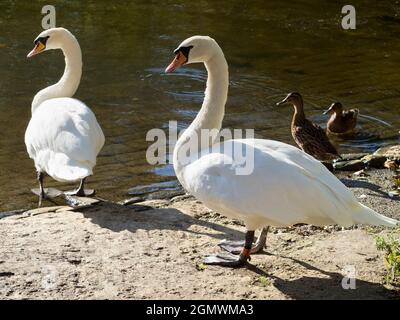 Abingdon, England - 5. September 2020; keine Menschen im Blick. Schwäne ruhen am St. Helens Wharf, Abingdon. Saint Helen's Wharf ist ein bekannter Schönheitsort auf dem Th Stockfoto