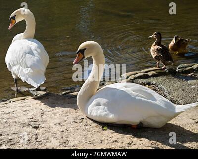 Abingdon, England - 5. September 2020; keine Menschen im Blick. Schwäne ruhen am St. Helens Wharf, Abingdon. Saint Helen's Wharf ist ein bekannter Schönheitsort auf dem Th Stockfoto