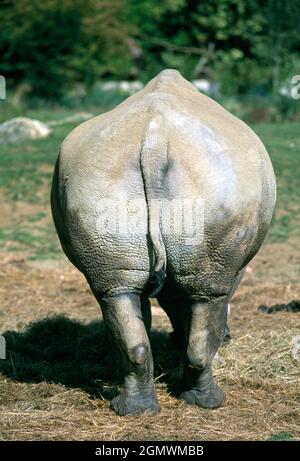 Burford, Oxfordshire, Großbritannien - 2004. Juli; Südliche Weiße Nashörner (Ceratotherium simum) werden in ihrem Heimatland Südafrika ständig von Wilderern bedroht Stockfoto