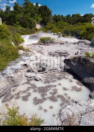 Rotorua, Neuseeland - 1. März 2019; Rotorua auf der neuseeländischen Nordinsel ist ein ausgedehntes Gebiet mit geothermischen Quellen, kochenden Schlammquellen und Su Stockfoto