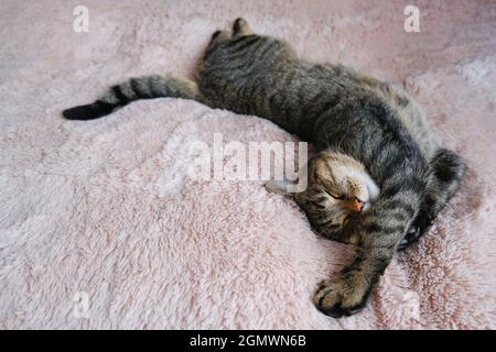 Die Katze schläft auf einem beigeflauschigen Bettüberwurf. Stockfoto