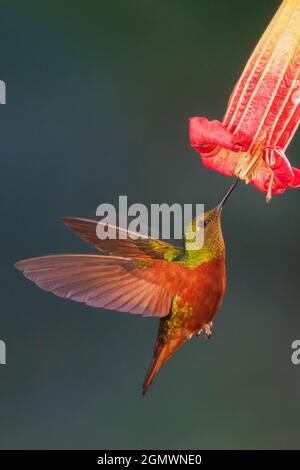 Kastanienbraunes Koronett. Stockfoto