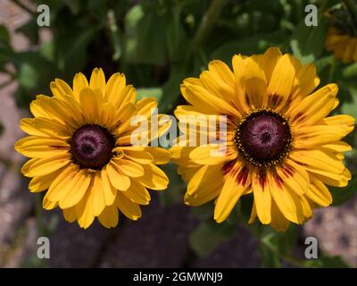 Radley Village, Oxfordshire, England - 23. Juli 2019; Radley, Oxfordshire, England - 8. Juli 2019 Diese feine Rudbeckia kichernd Smileyz setzt auf ein Stockfoto