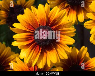 Radley Village, Oxfordshire, England - 23. Juli 2019; Radley, Oxfordshire, England - 8. Juli 2019 Diese feine Rudbeckia kichernd Smileyz setzt auf ein Stockfoto