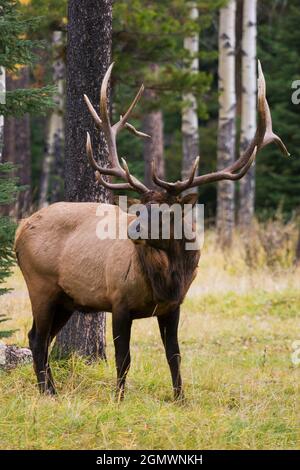 Rocky Mountain Bullenelch. Stockfoto
