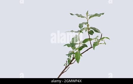 Ein Zweig der Pflanze Elaeagnus commutata auf hellem Hintergrund. Ziersträucher für den Garten. Speicherplatz kopieren. Stockfoto