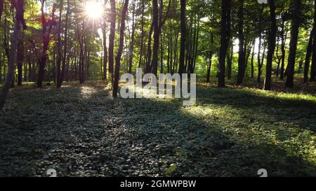 Ein Spaziergang im Wald, um der Morgensonne zu begegnen. Das Leuchten der Sonnenstrahlen durch die grünen Blätter und Zweige der Bäume. Stockfoto