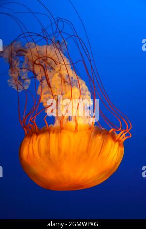 Vancouver, Kanada - 28. Mai 2010; keine Menschen im Blick. Meiden! Dies wurde sicher in einem Vancouver Aquarium gesehen, aber ich würde nicht empfehlen, in o zu nahe zu kommen Stockfoto