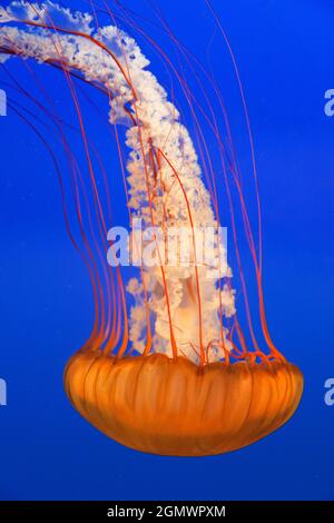 Vancouver, Kanada - 28. Mai 2010; keine Menschen im Blick. Meiden! Dies wurde sicher in einem Vancouver Aquarium gesehen, aber ich würde nicht empfehlen, in o zu nahe zu kommen Stockfoto