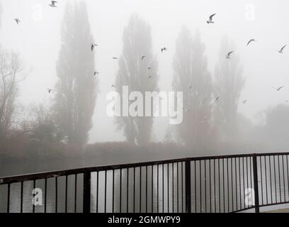 Saint Helen's Wharf ist ein bekannter Schönheitsort an der Themse, direkt oberhalb der mittelalterlichen Brücke bei Abingdon-on-Thames. Der Kai war für Centurie Stockfoto