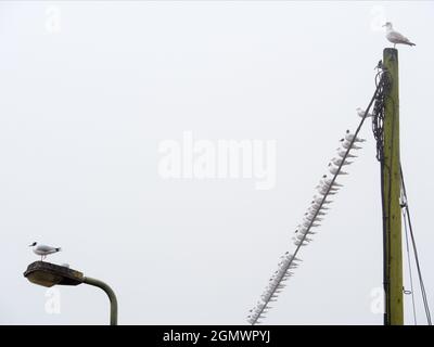 Es ist ein nebliger Frühlingsmorgen in St. Helen's Wharf an der Themse in Abingdon, England.und diese Möwenreihe wartet darauf, dass etwas passiert. Stockfoto